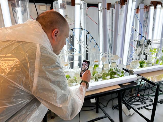 Stjernekokk Benoit Dewitte tar bilde av taresalat som gror i SINTEFs laboratorier. Foto: Henriette Krongess