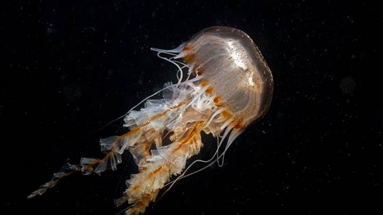 Jellyfish: Disgusting? Useful!