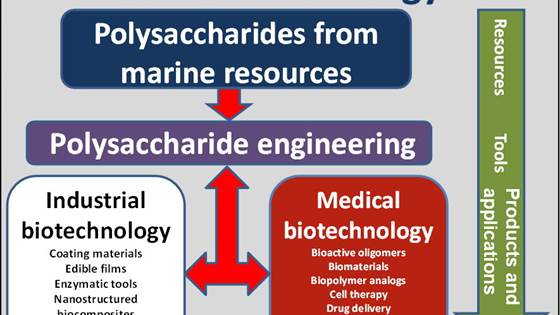 Marpol – Enzymatisk oppgradering og modifisering av marine polysakkarider