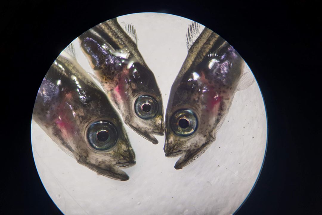 Tre torskesmolt i mikroskop hvor man ser hodene til fiskene.