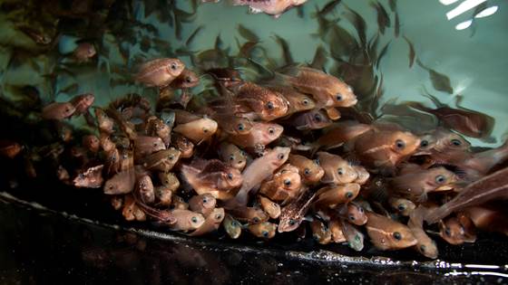 Storsatsing på leppefisk i kampen mot lakselus
