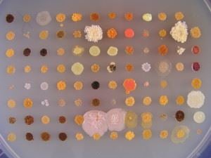 Bilde av bakteriekulturer med ulike farger