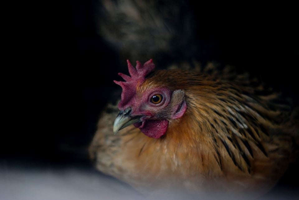 Nå skal forskning og et mobilt slakteri bidra til at høner som denne ikke blir søppel, men mat etter endt "karriere" som eggprodusent. Illustrasjonsfoto: Thinkstock.