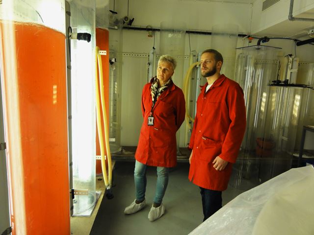 Andreas Hagemann og Gunvor Øie observerer her mikroalger ved det nye nasjonale senteret for planktonteknologi på Brattøra. Begge er forskere ved SINTEF Fiskeri og havbruk.