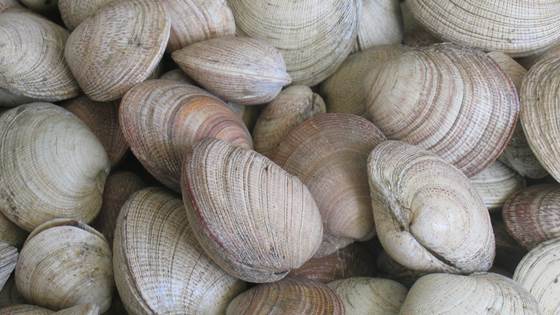 Environmental Impact Assessment off NAMIBIA – a pilot project.