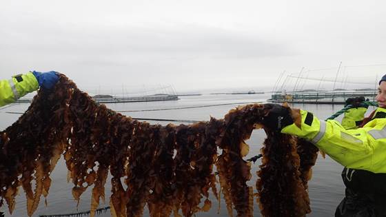 Capturing carbon with sugar kelp
