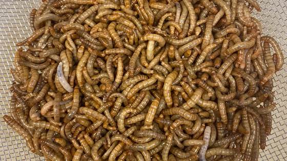 Insektenes revansje - en feiring av mer klima- og miljøvennlig mat