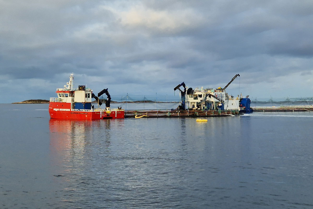 Best-practice measures to prevent winter ulcer development during the second autumn and winter of the seawater phase (ReduSår)