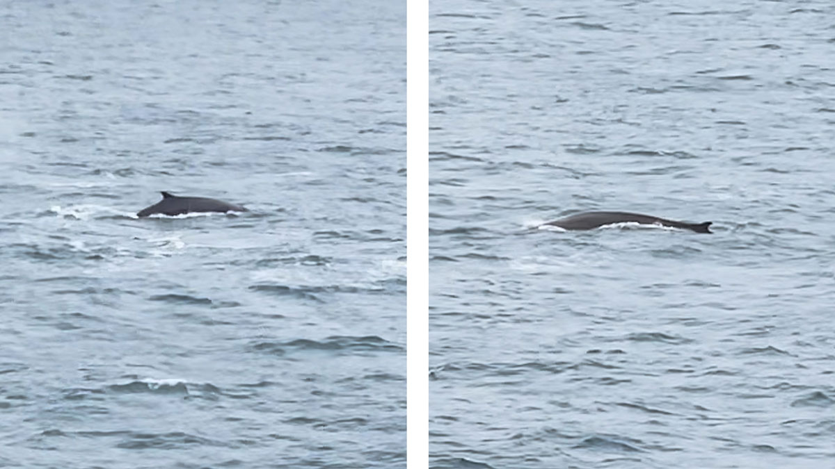 Hvaler ble observert i nærheten av skipet tidlig i morges. Foto: Alexandra Pliss
