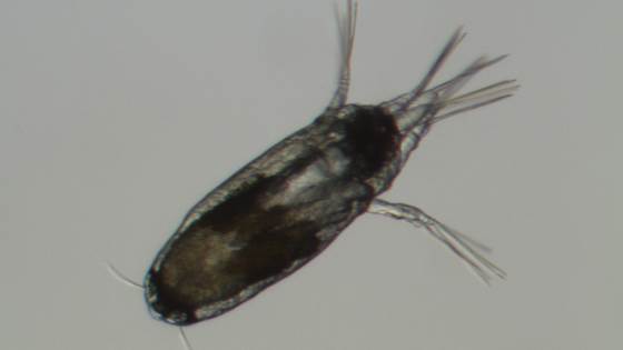 Catches lice before they settle on fish