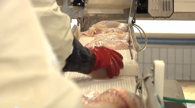 Filleting robot to help the Norwegian fishing industry 