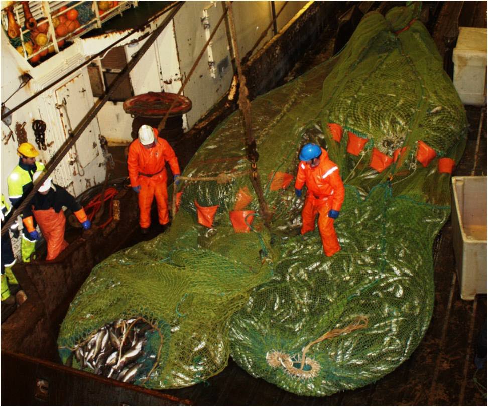 Selection in trawling gear