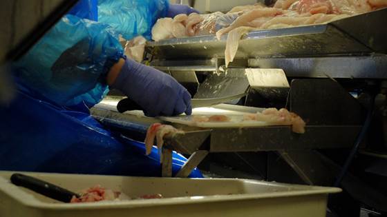 Kartlegging av mengder og årsaker til matsvinn i sjømatnæringen