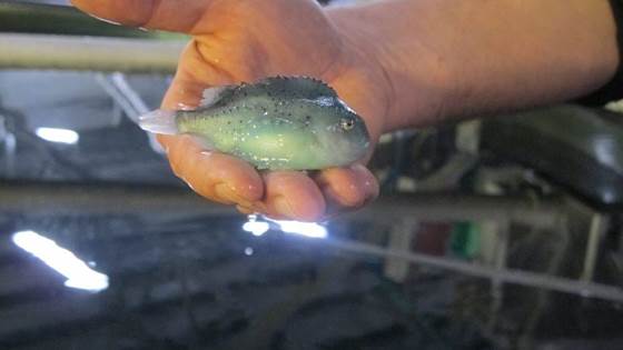 Økt stabilitet og kvalitet i oppdrett av rognkjeks