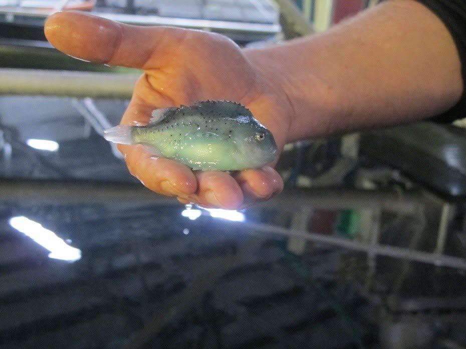 Bilde av fisken rognkjeks