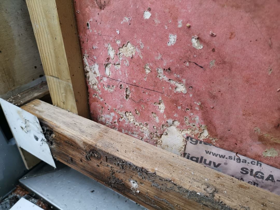 Figur 2. Mye regninntrenging i både horisontale og vertikale fuger på en høy fasade har gitt stor vannpåkjenning i bunnen av veggen. Vi ser nedbrutt vindsperreplate og løsnet tettetape etter at kledningen er fjernet. Foto: SINTEF 
