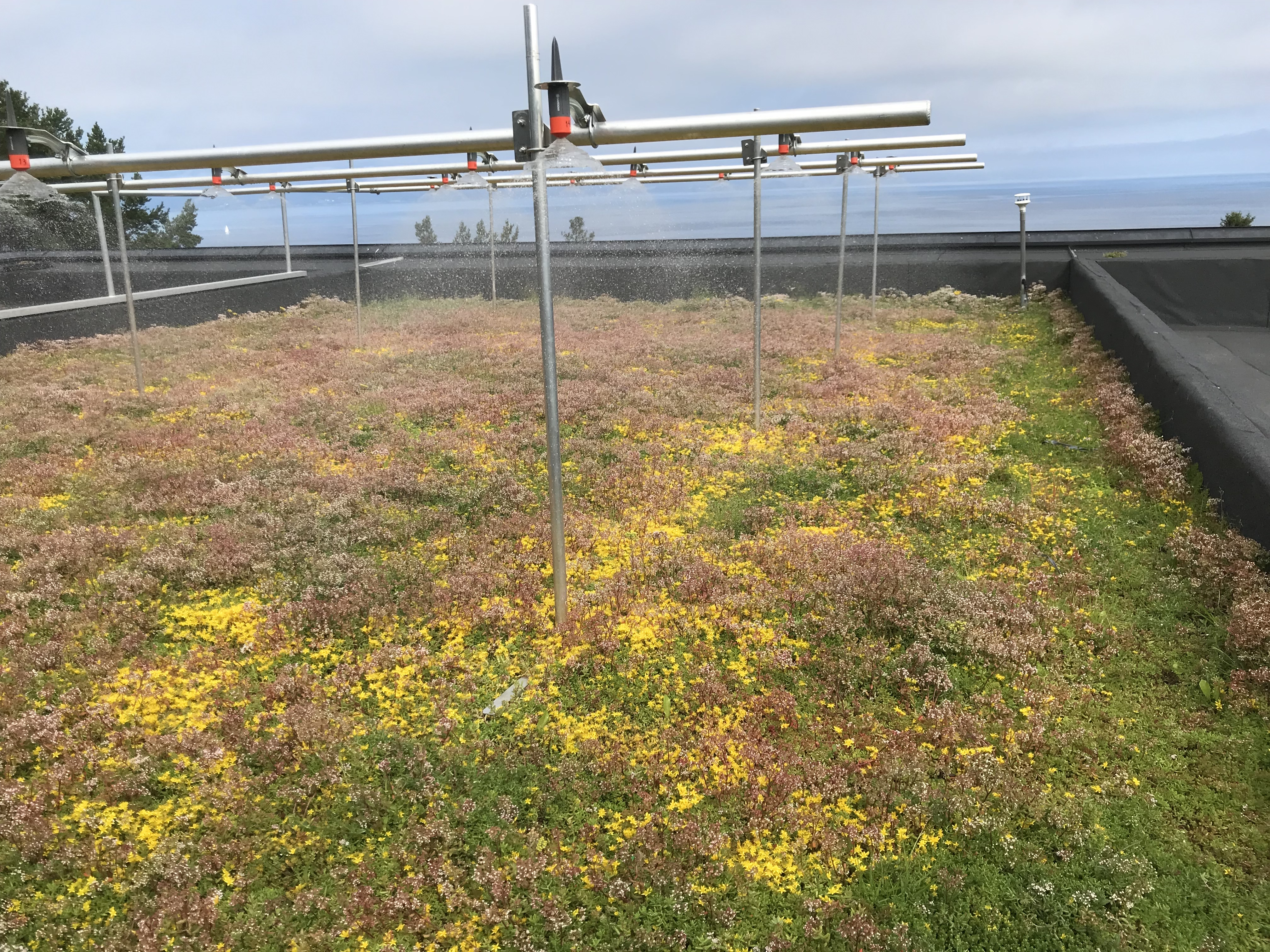 Blågrønne tak kan bidra betydelig til å holde overvannet unna
