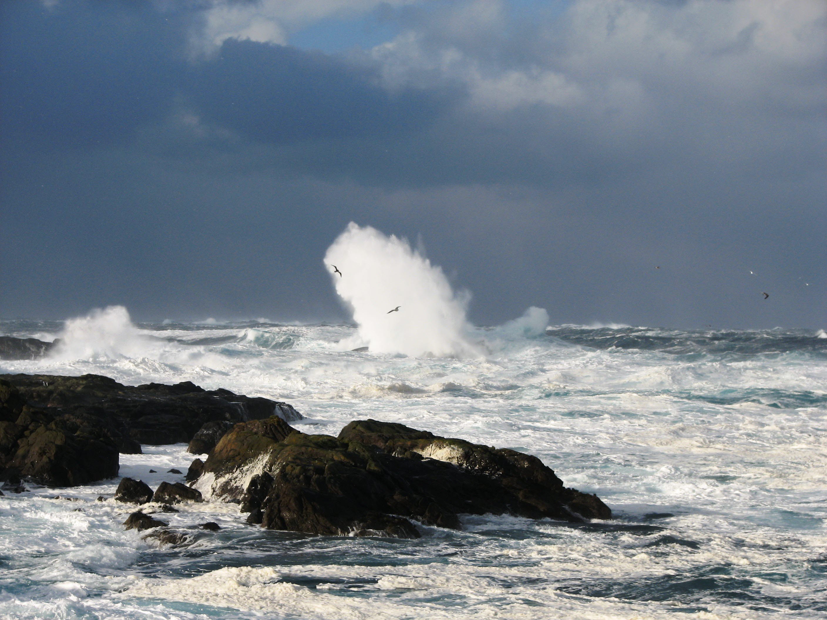 Lønnsom bearbeiding av fryst hvitfisk i norsk fiskeindustri