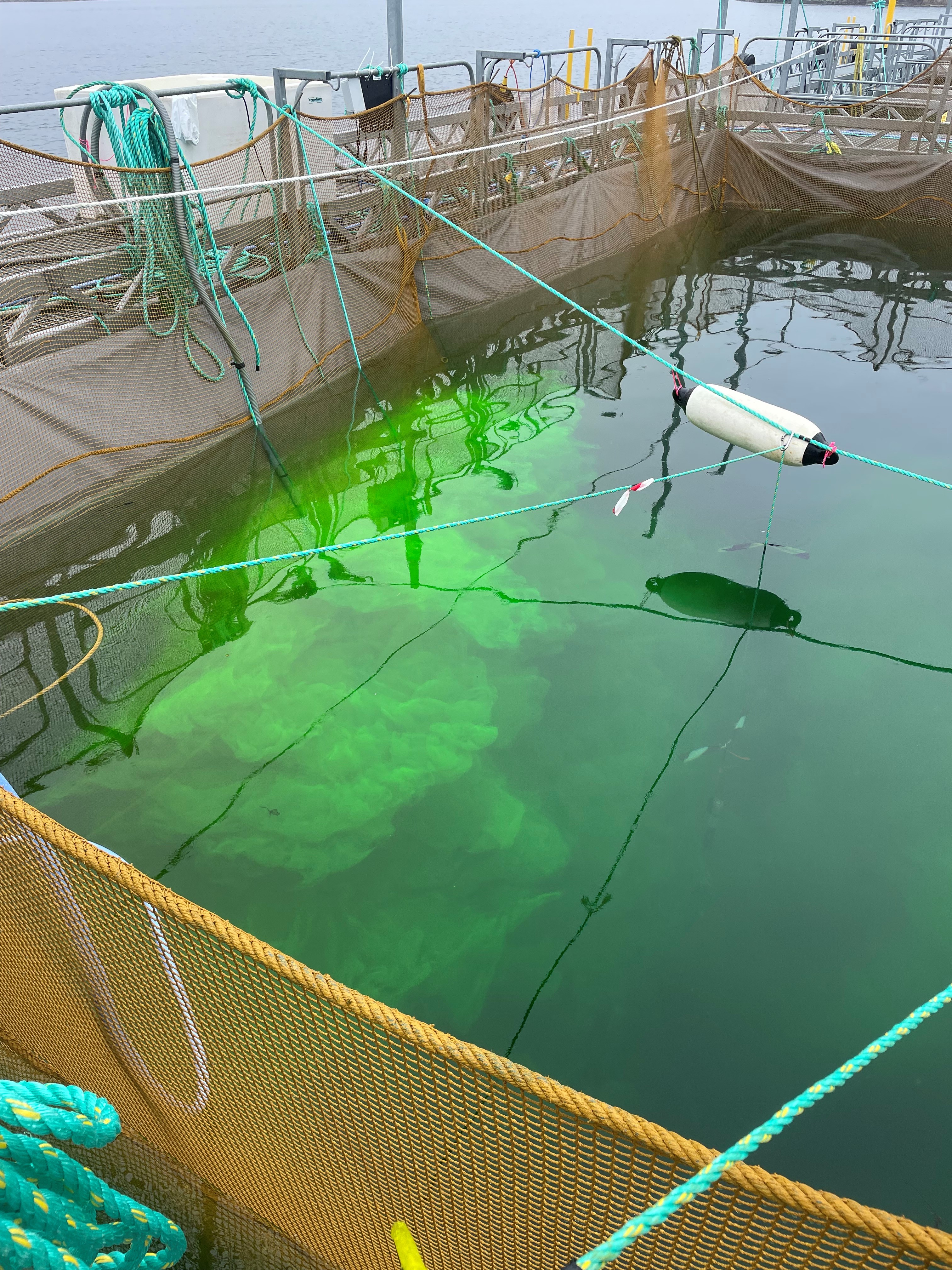 Coloring agent being released in aquaculture pen during an experiment.