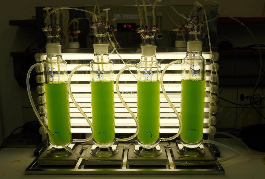 Microalgae – a versatile resource