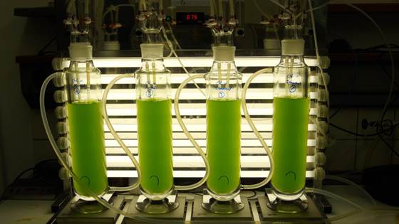 Microalgae – a versatile resource