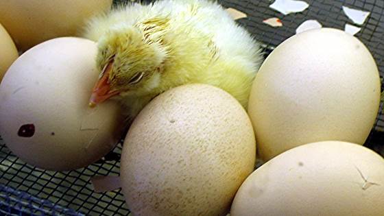 ResMap – Antibiotic resistance in Norwegian poultry production; Improved knowledge by advanced HTS-based technology platforms