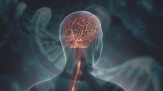 B-SMART - Modulbaserte RNA-medisiner til presis og målrettet hjerne-terapi