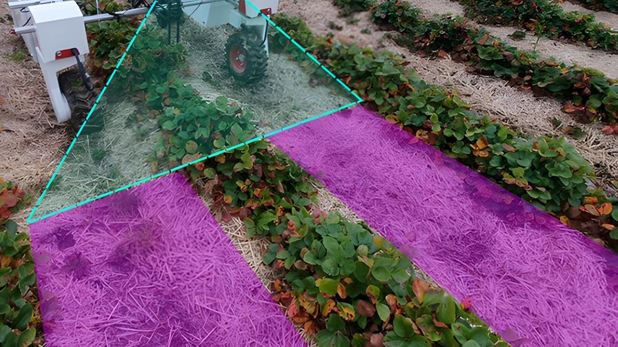 Deep learning for visual guidance of autonomous agri-robots