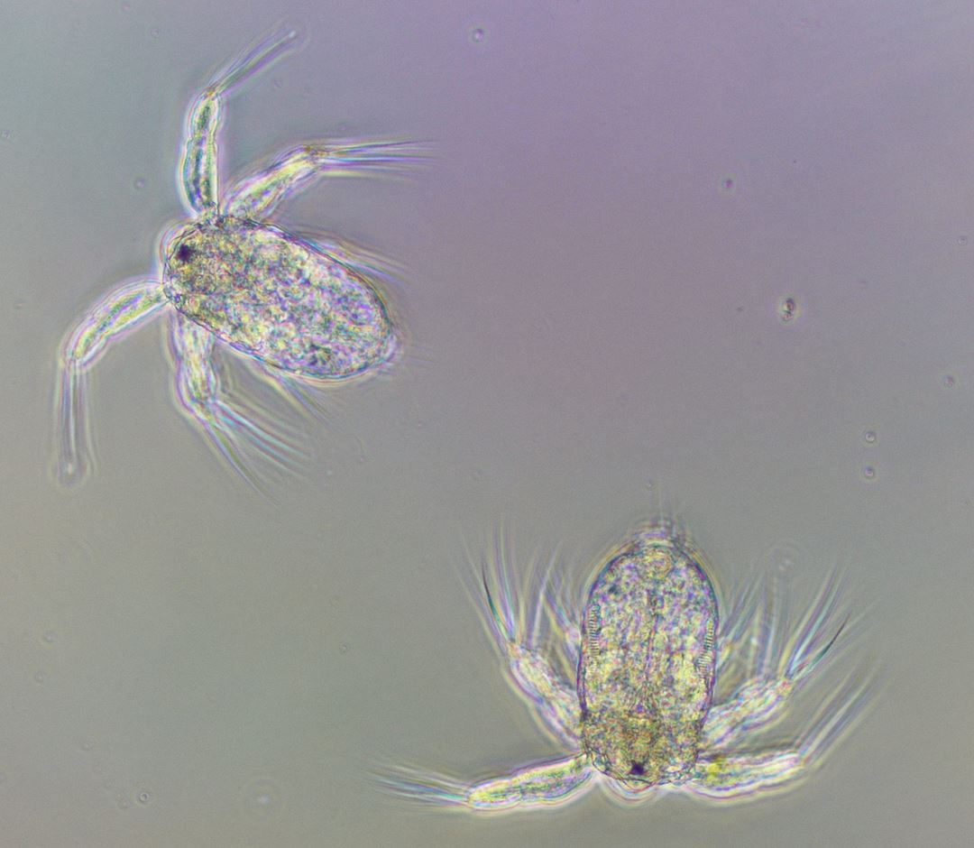 Photo of newly hatched copepod nauplii