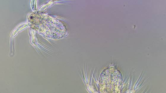 SEQOP - Genetic Assessment of Selectively Bred Acartia tonsa