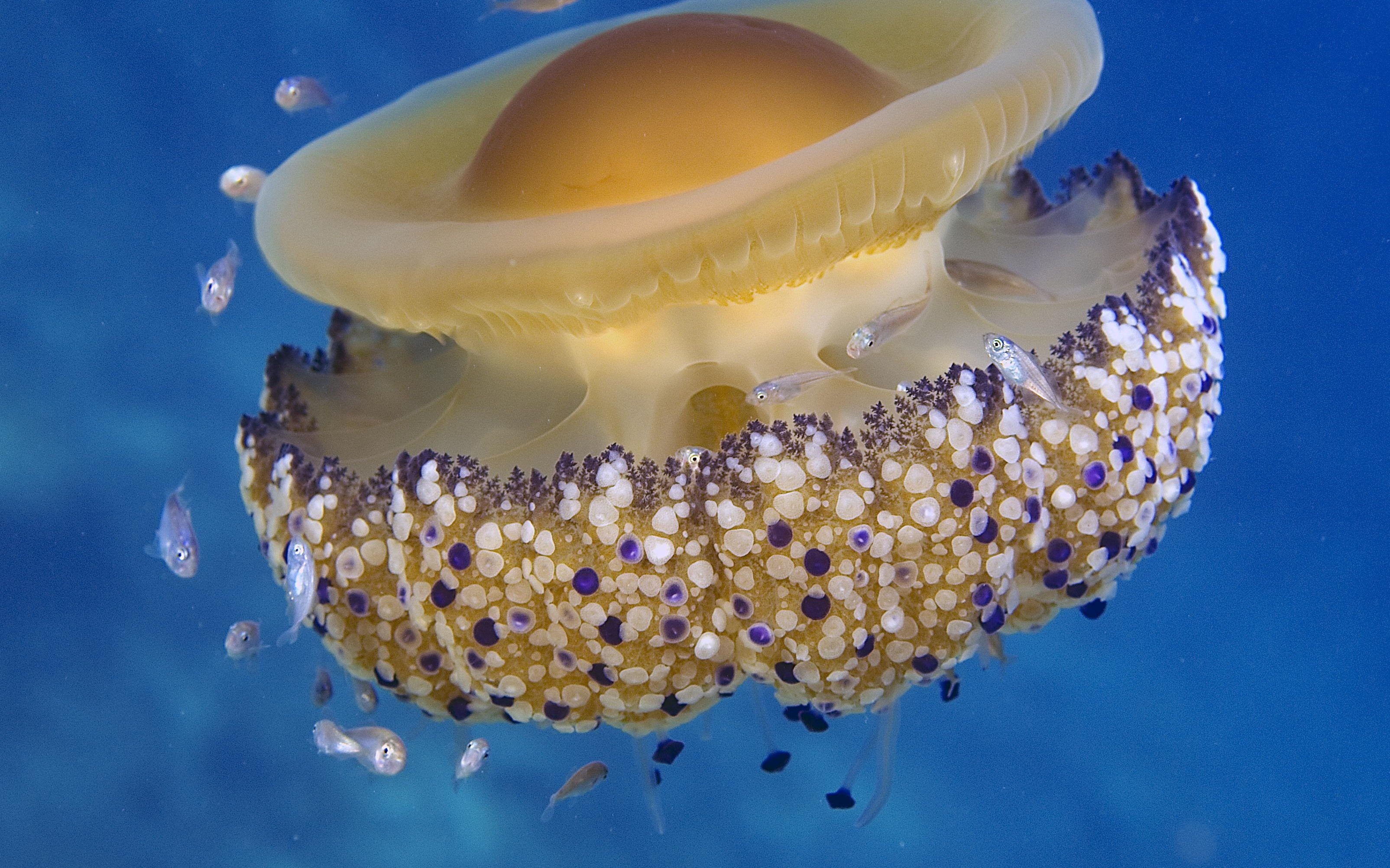 GoJelly - A gelatinous solution to plastic pollution