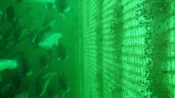 NOTVASK - Integrasjon av teknologi og tjenester for bærekraftig rengjøring av oppdrettsnot på lakseoppdrettsanlegg