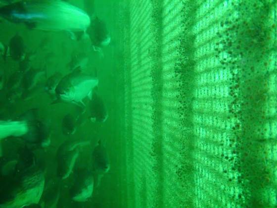 NOTVASK - Integrasjon av teknologi og tjenester for bærekraftig rengjøring av oppdrettsnot på lakseoppdrettsanlegg