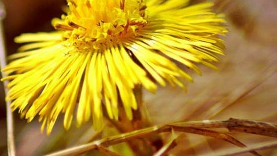 Kommunalt psykisk helsearbeid