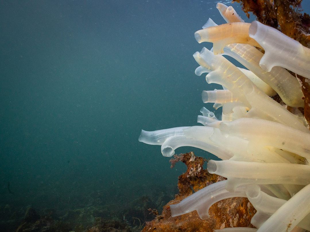 Tunikater også kjent som sekkedyr i vann.