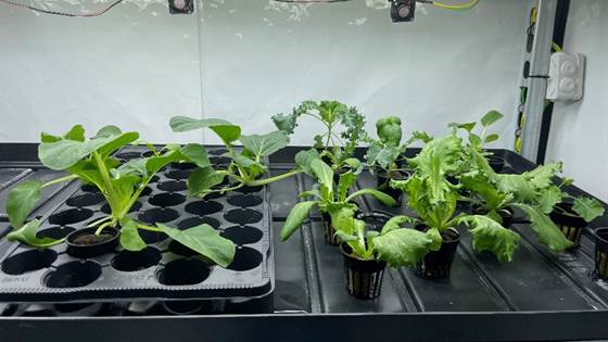 VertiGrow Vertical Farming Lab