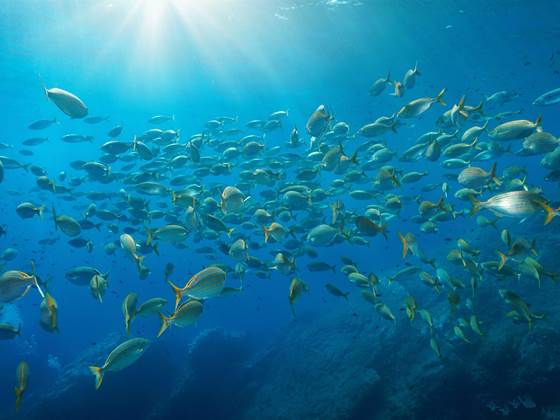 Ocean Acidification  - a global challenge