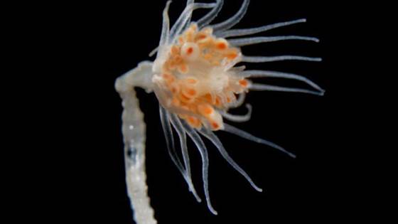 STING - Fish health and farm biosecurity risks posed by biofouling management in Norwegian salmon aquaculture