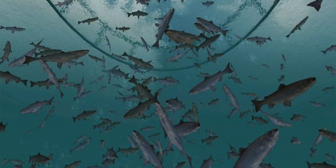 Picture of fish in the ocean