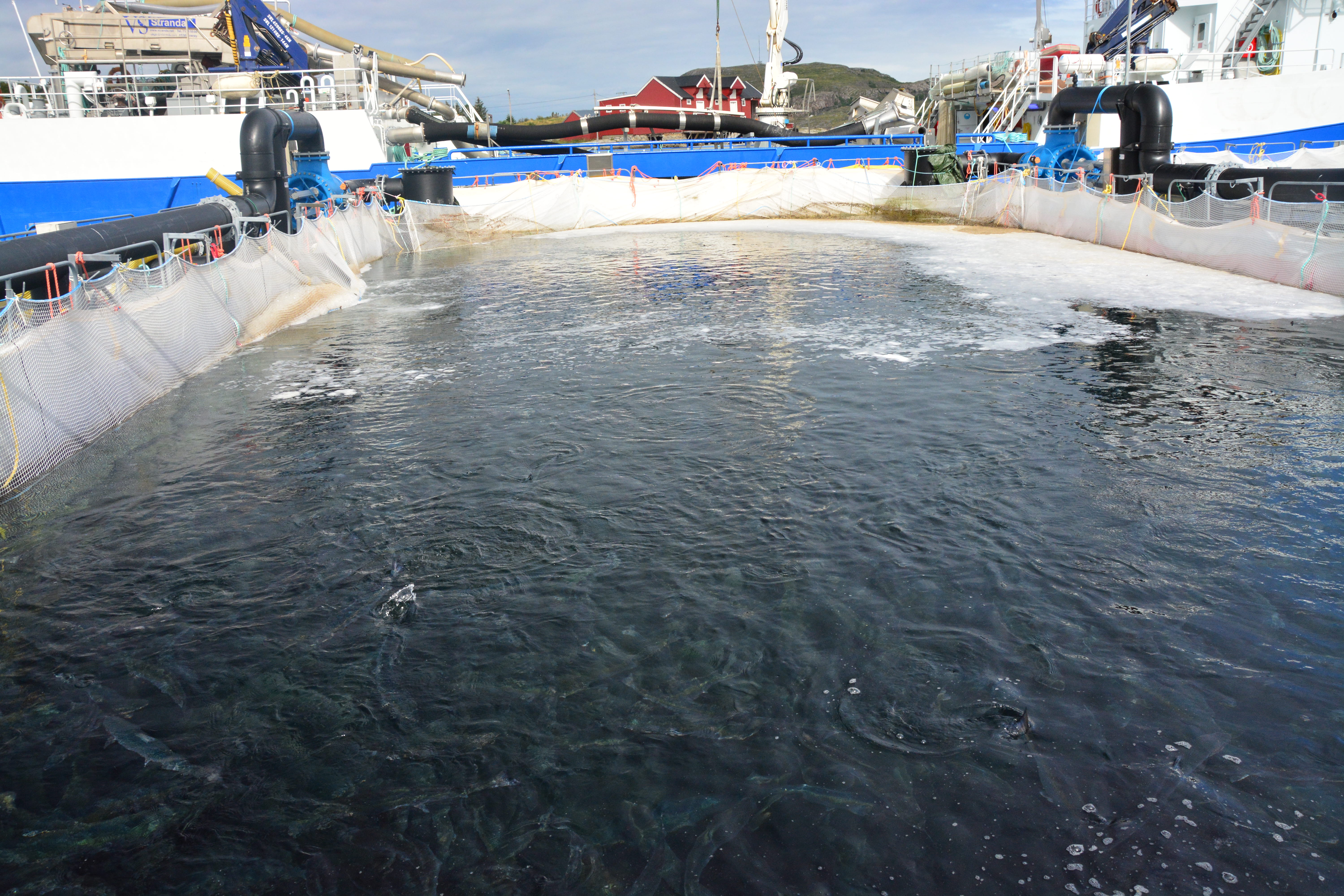 Lukket ventemerd ved Kråkøy Slakteri