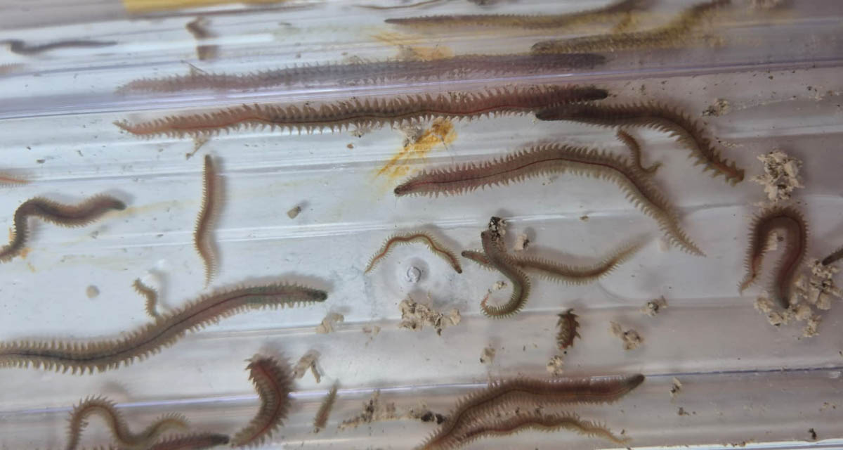Bristle worms - close-up