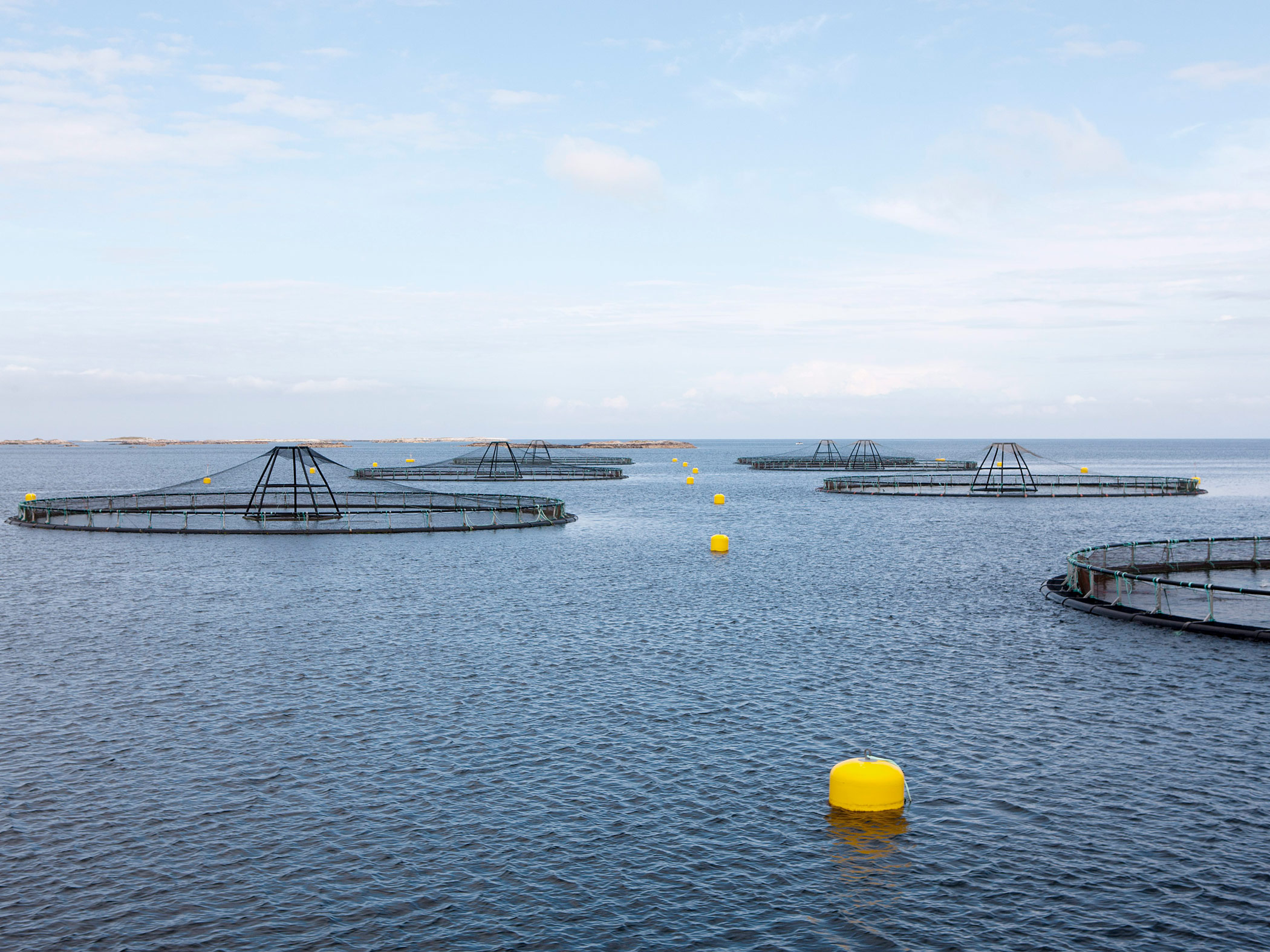 Langsom forskning og raske innovasjoner i havbruksnæringen