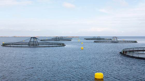 Langsom forskning og raske innovasjoner i havbruksnæringen