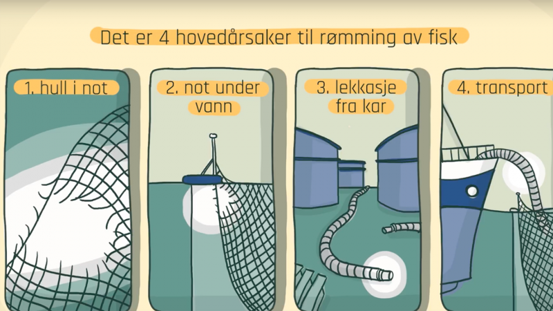 Illustrasjon av årsaker til rømming av fisk