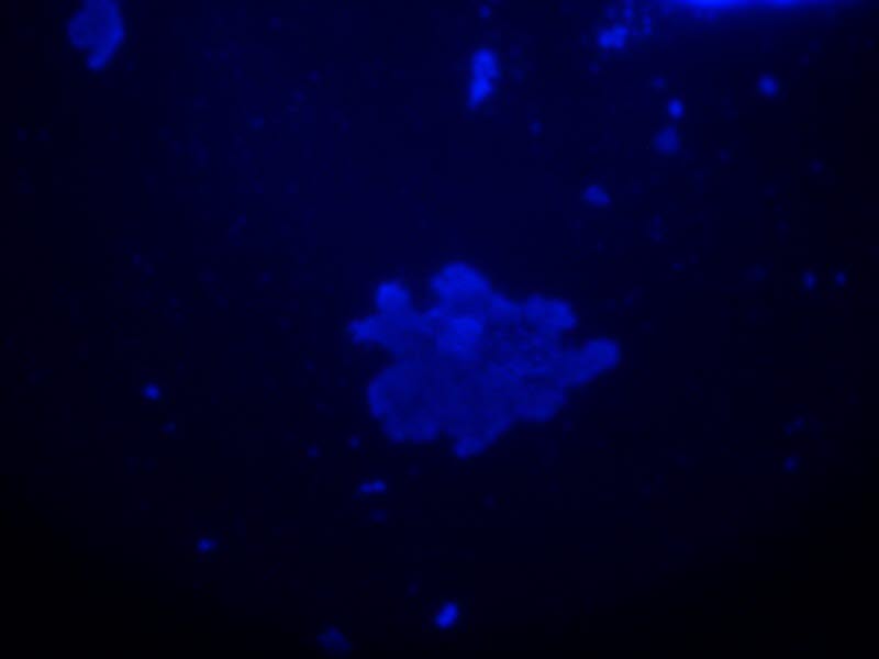 Biofilm i fiskeoppdrett