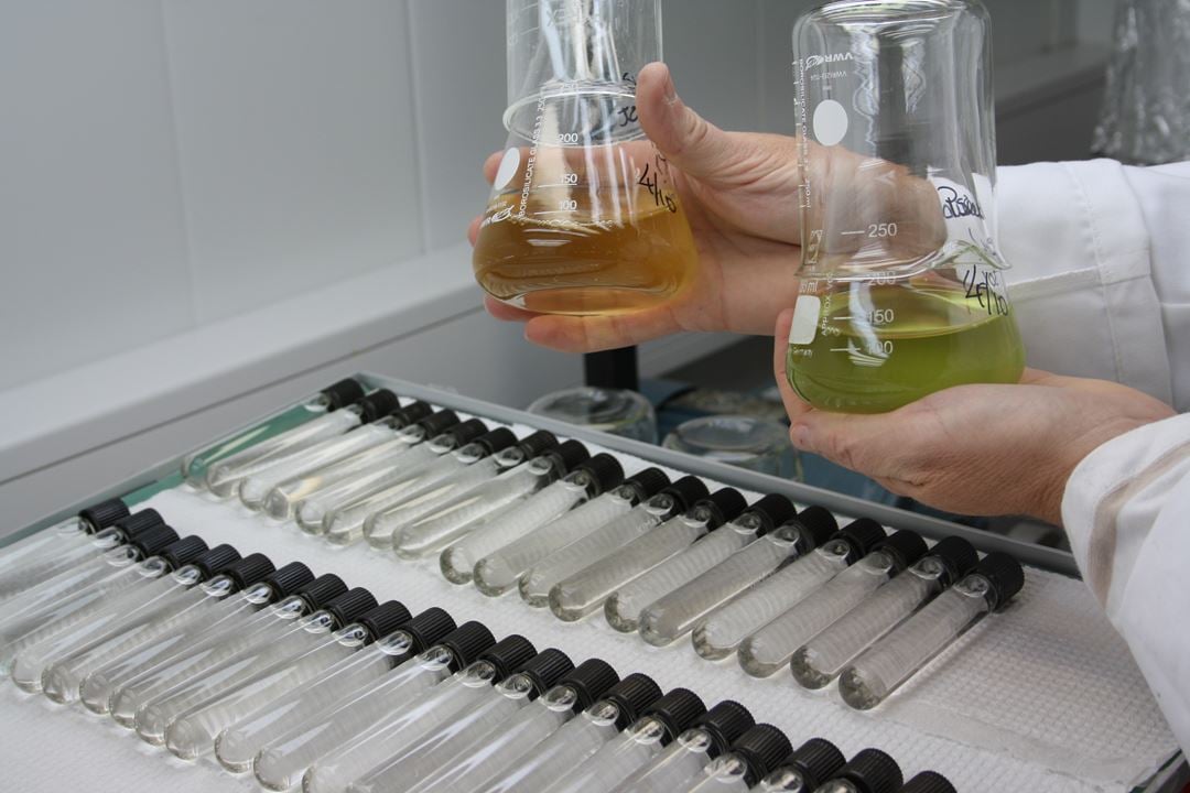 Økotoksikologiske akutt-test med alger