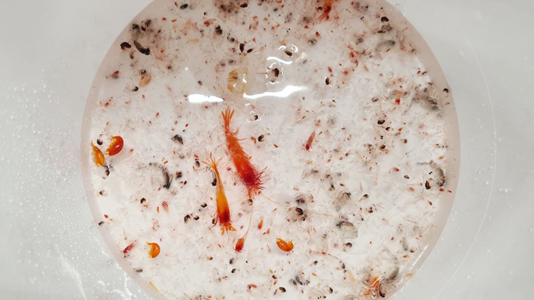 Disse dyrene ble fanget med et zooplankton-nett. De store røde er krill, de grå/svarte med avrundet rygg er amfipoder, også kjent som tanglopper. De aller minste, så små at de nesten ikke er synlige på bildet, er copepoder, også kjent som hoppekreps.