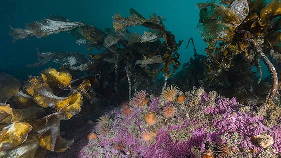 AMBIOS – Autonomous Marine Biodiversity Mapping and Bioprospecting Platform