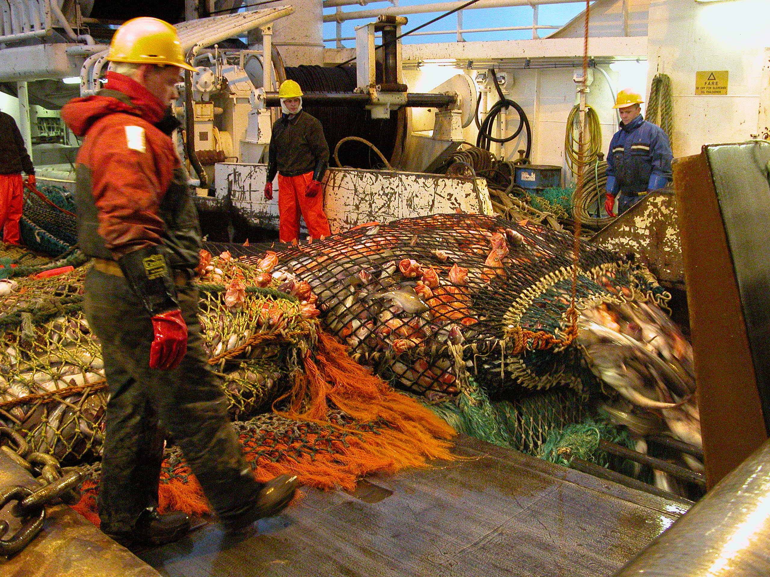 Kvalitetsvurdering av fisk fanget med to- og fire-panels seleksjonsinnretninger