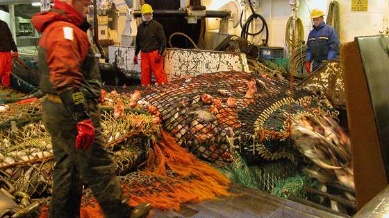 Kvalitetsvurdering av fisk fanget med to- og fire-panels seleksjonsinnretninger